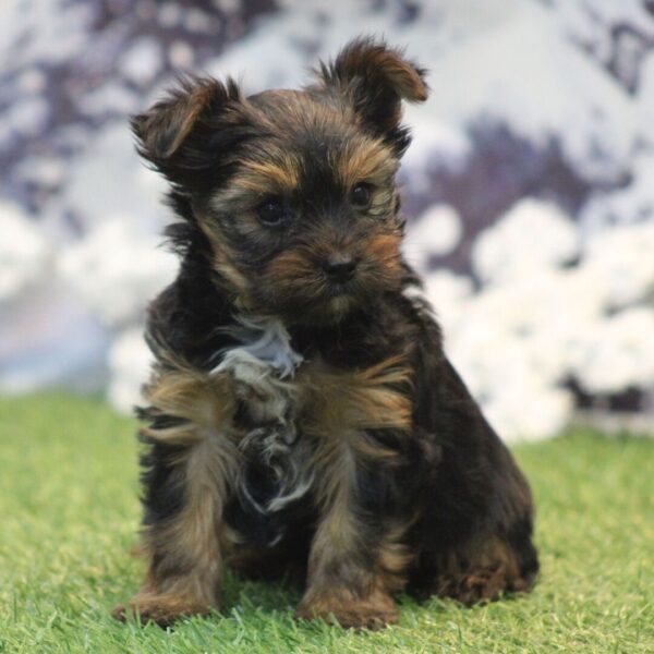 Charlie