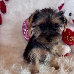 Teacup yorkie