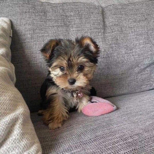 Milo