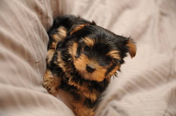 Bailey
